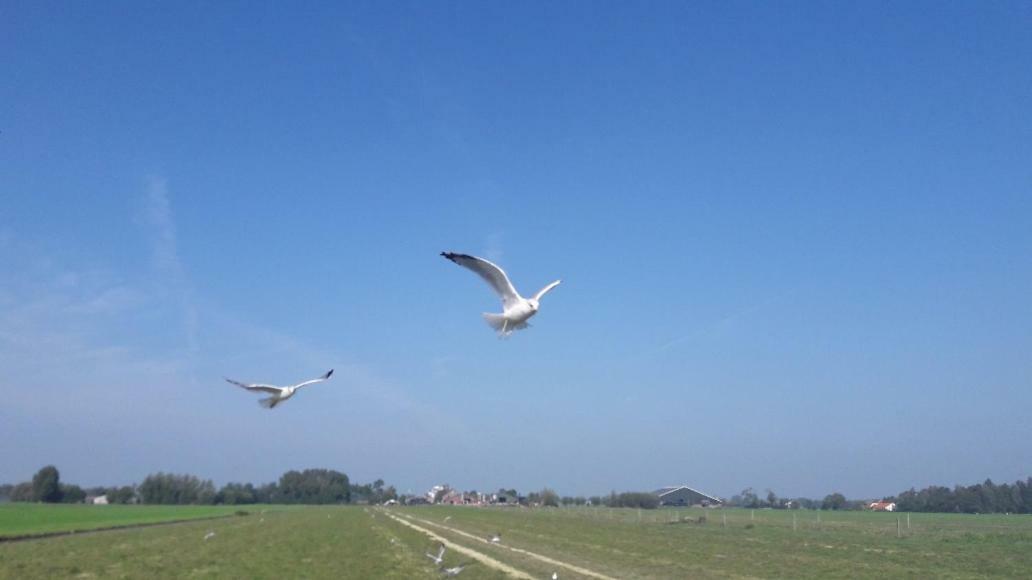 Bedstay41 Oudewater Exteriör bild